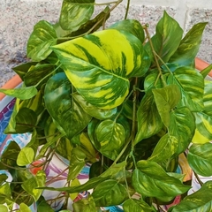 Pothus Colgante (Artificial)