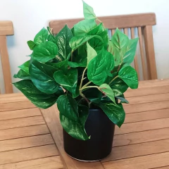 Pothus (Artificial)