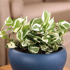Pothus Blanco en internet