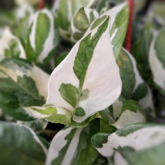 Pothus Blanco - tienda online