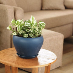 Pothus Blanco - comprar online