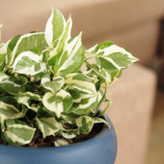 Pothus Blanco