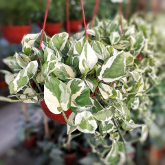 Imagen de Pothus Blanco