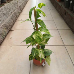 Pothus - comprar online