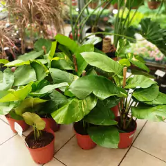 Pothus - Vivero Mario