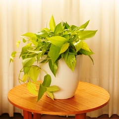 Pothus Lemon - comprar online