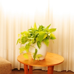 Pothus Lemon - Vivero Mario