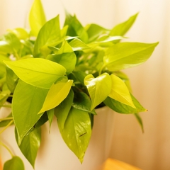 Pothus Lemon
