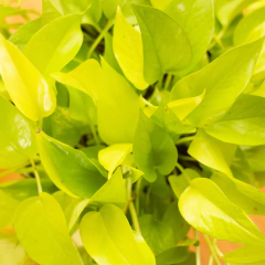 Pothus Lemon - Vivero Mario