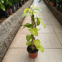 Pothus Lemon - Vivero Mario