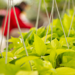 Pothus Lemon - tienda online