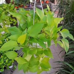 Pothus Lemon