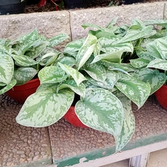 Pothus Silver en internet