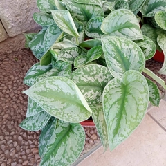 Pothus Silver - Vivero Mario