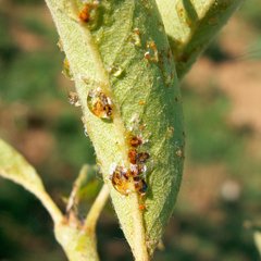 Insecticida Mamboretá ABA