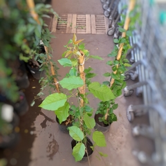 Bignonia Venusta - Vivero Mario