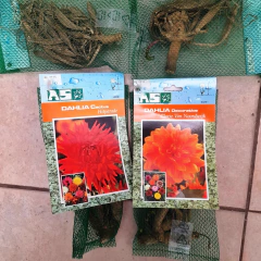 Raíces Tuberosas de Dahlia en internet