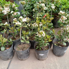 Raphiolepis en internet