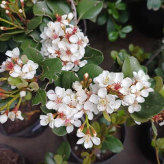 Imagen de Raphiolepis