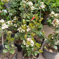 Raphiolepis - tienda online