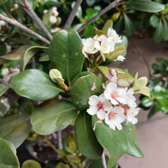 Raphiolepis - Vivero Mario