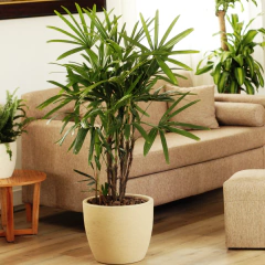 Raphis - comprar online