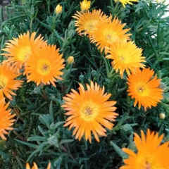 Imagen de Rayito de Sol