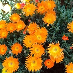 Rayito de Sol - comprar online