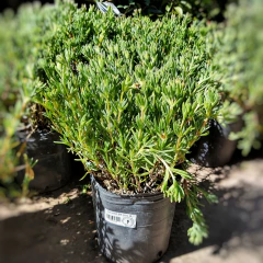 Rayito de Sol - comprar online