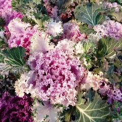 Imagen de Repollo Ornamental
