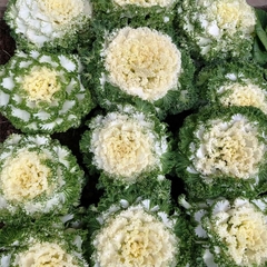 Repollo Ornamental en internet