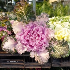 Repollo Ornamental - comprar online