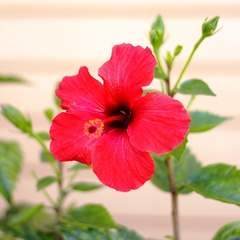Rosa China