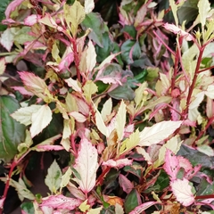 Rosa China Variegada - tienda online