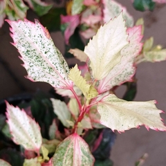 Imagen de Rosa China Variegada