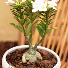 Rosa del Desierto - Vivero Mario