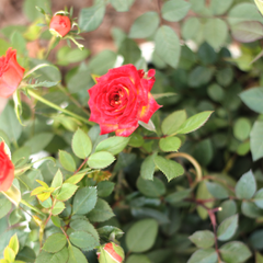 Rosa Miniatura - Vivero Mario
