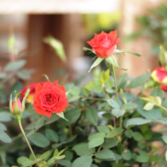 Rosa Miniatura - comprar online