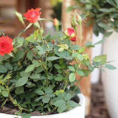 Rosa Miniatura en internet