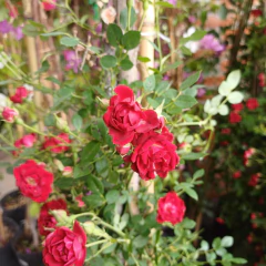 Rosa Rococó - comprar online