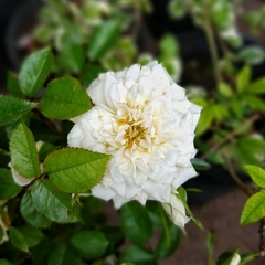 Rosa Rococó - comprar online