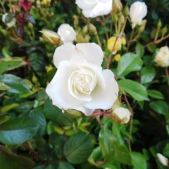 Rosa Trepadora - comprar online