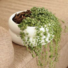 Rosario - Vivero Mario