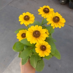 Rudbeckia - tienda online