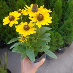 Rudbeckia - comprar online