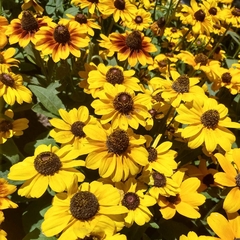 Rudbeckia - Vivero Mario