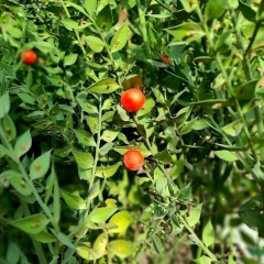 Ruscus