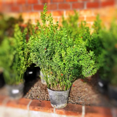 Ruscus - comprar online