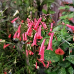 Russelia
