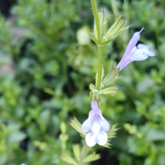Salvia africana